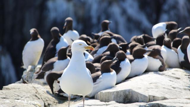 Goéland argenté et guillemots de Troïl