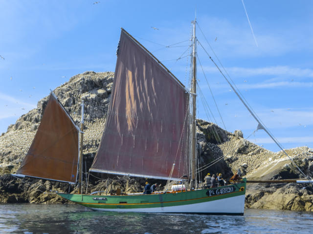 Observer les oiseaux dans l'Archipel des Sept-Iles