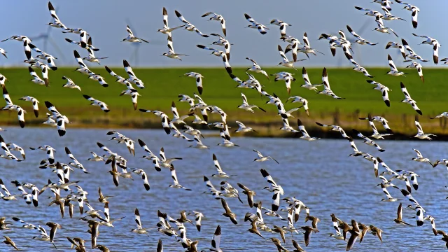 Avocettes élégantes
