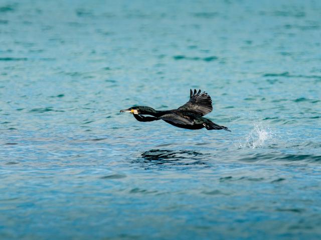 baie-st-brieuc-oiseau-yannick-derrenes.jpg