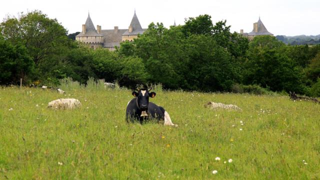vache-chateau-suscinio-ferme-fromagere-suscino.jpg
