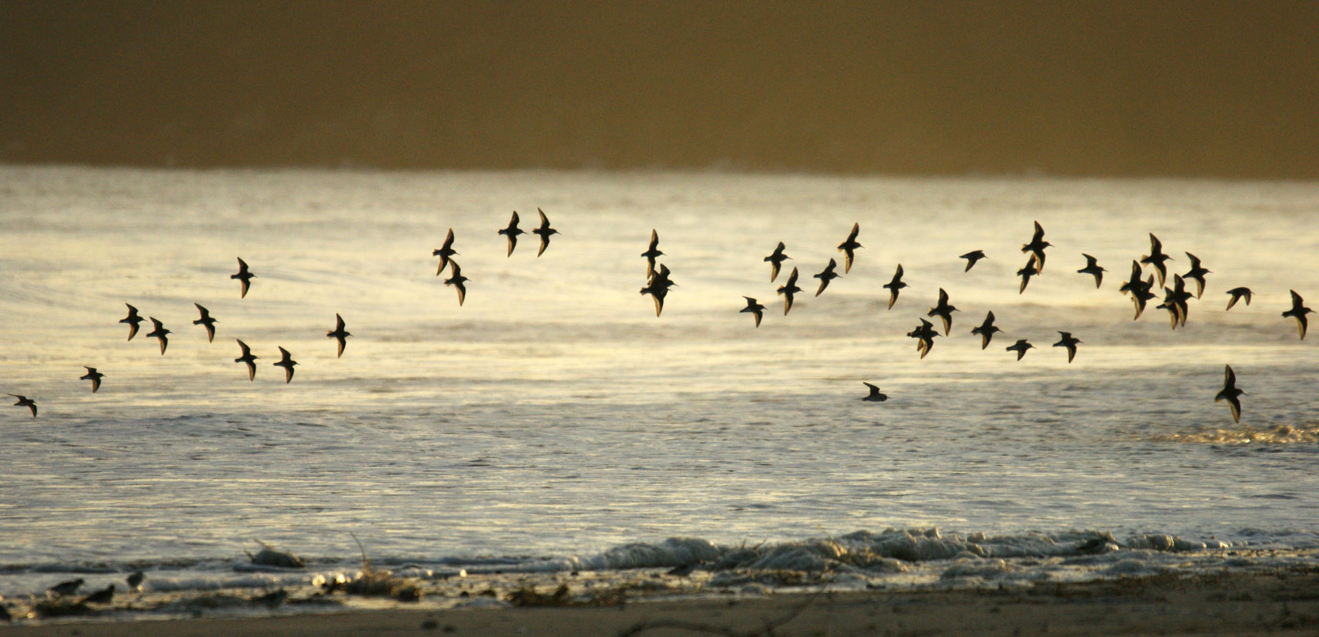 Où observer les oiseaux en Bretagne ? Tourisme Bretagne