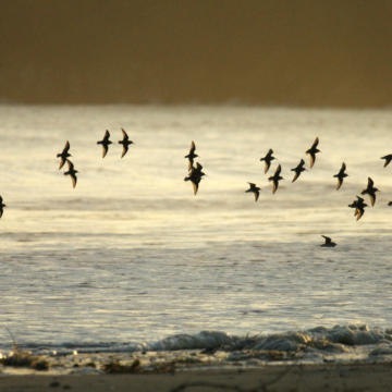 Où Observer Les Oiseaux En Bretagne Tourisme Bretagne