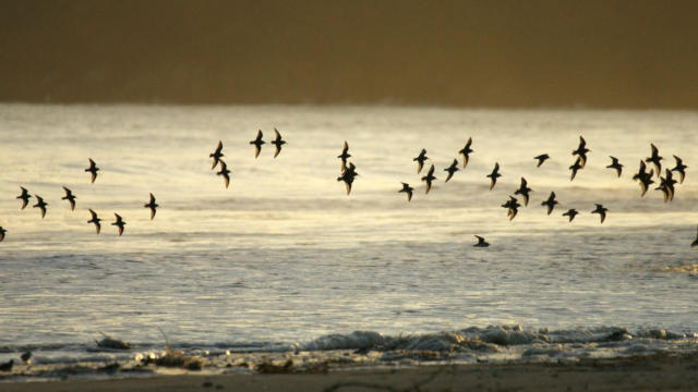 Vol d'oiseaux dans la baie de Saint-Brieuc