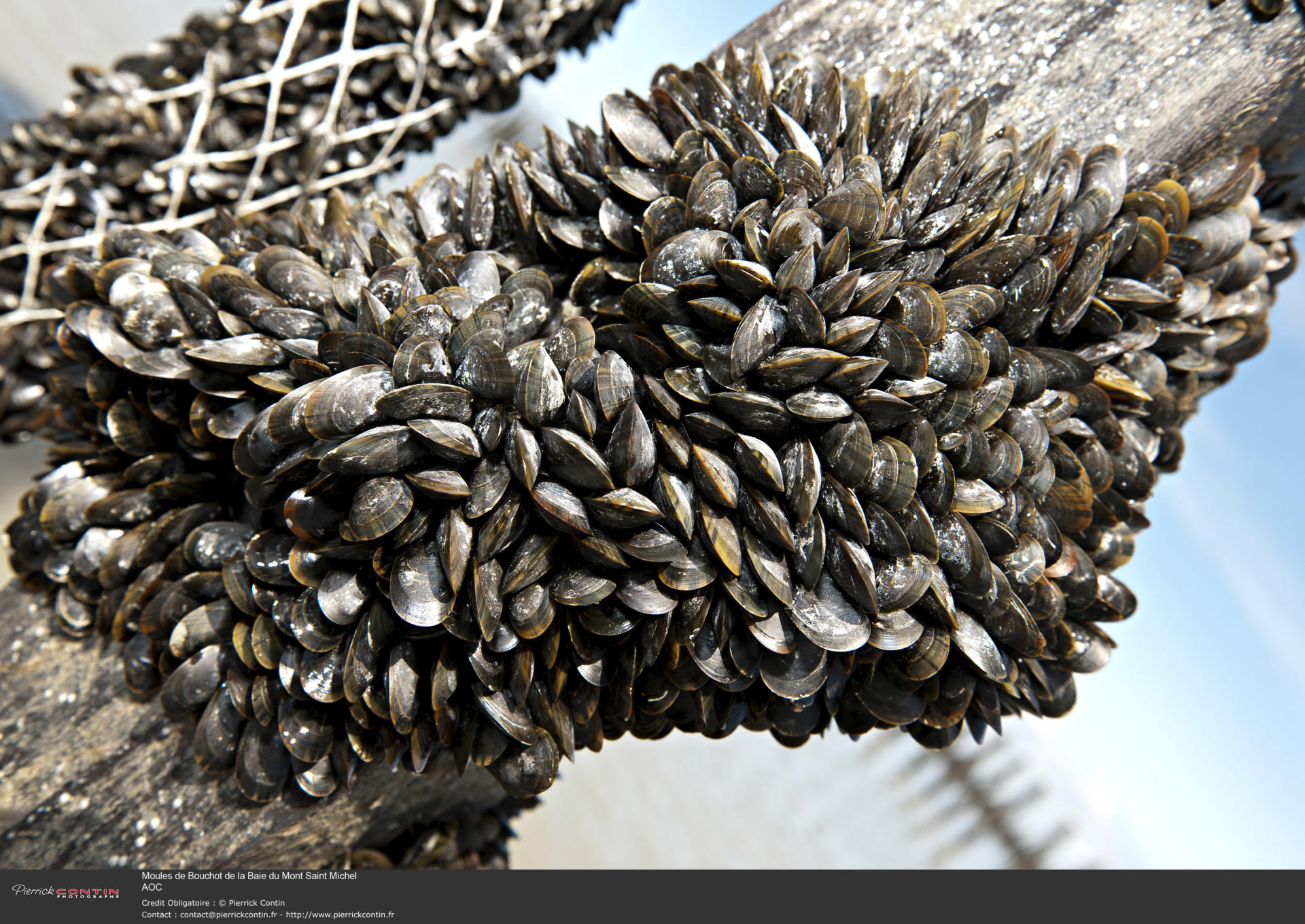 Bouchot mussels Brittany Tourism