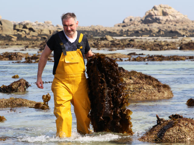 Récolte d'algues par Algoplus à Roscoff