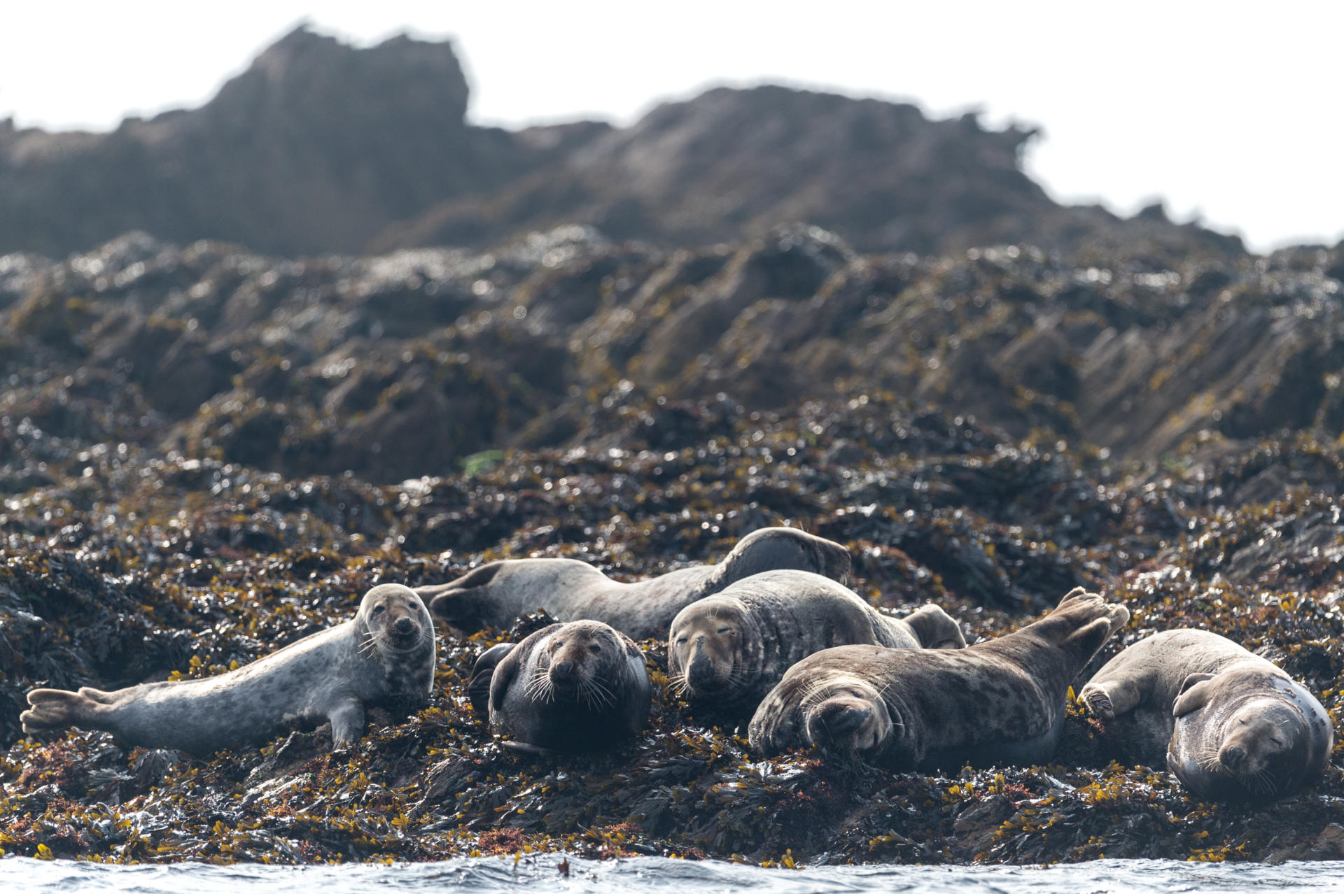 Six espèces animales marines à voir en Bretagne Tourisme Bretagne — free download