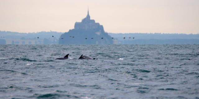 colonie-de-dauphins-dans-la-baie-du-mont-saint-michel-gael-gautier.jpg