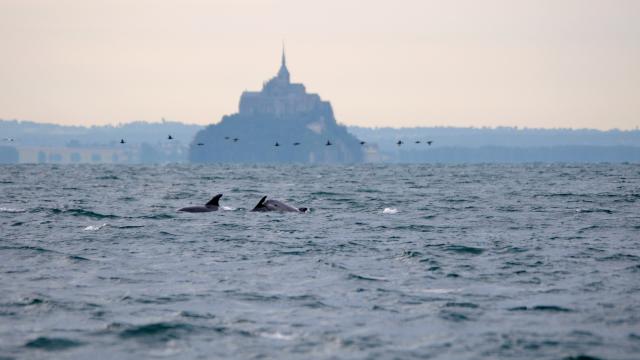 Baie du Mont-Saint-Michel