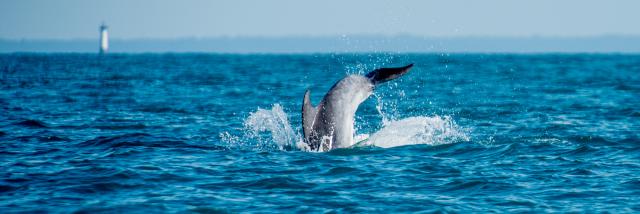 Participez a l'observation des grands dauphins dans la baie de Cancale