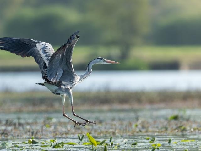 Héron cendreé dans les marais de Glénac - La Gacilly