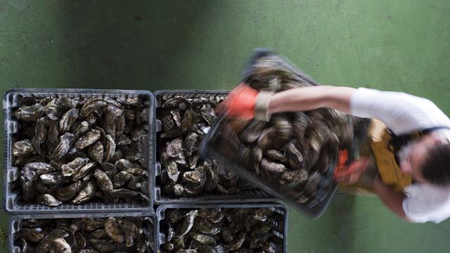 Préparation d'une livraison d'huîtres au chantier ostréicole Jégat