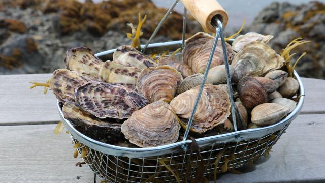 Paimpol - Maison Arin - Panier du jardin marin