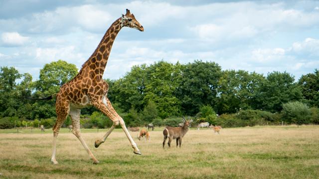 parc-de-branfr-plaine-africainep-villeger.jpg