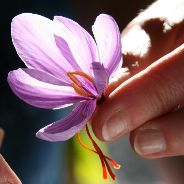 Safran de Bretagne issu du crocus sativus