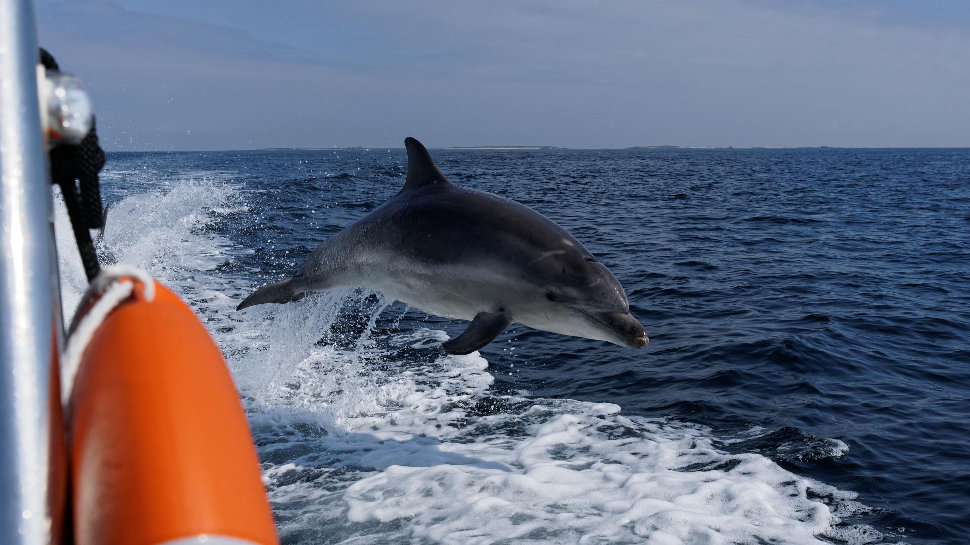 Naviguez auprès des dauphins, des phares et des oiseaux | Tourisme Bretagne