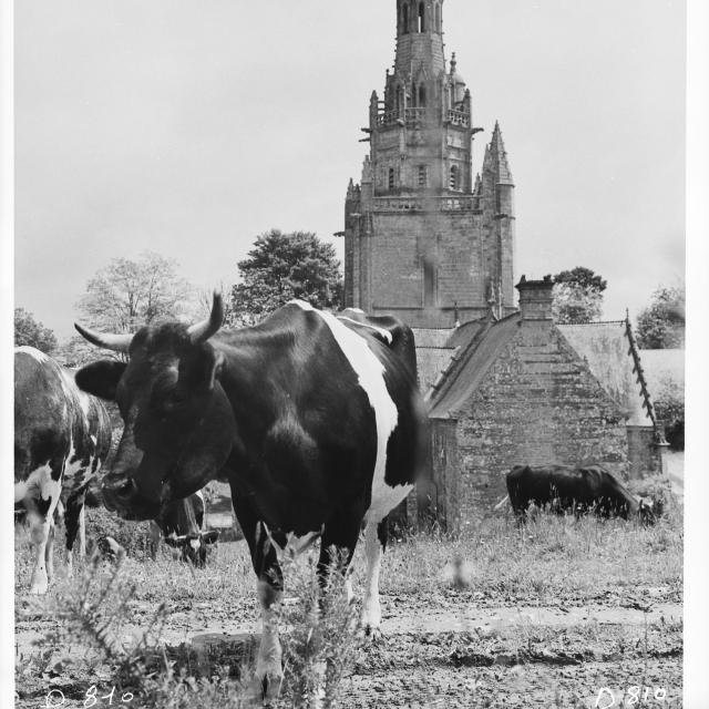 Vaches et clocher à Saint Nicodème
