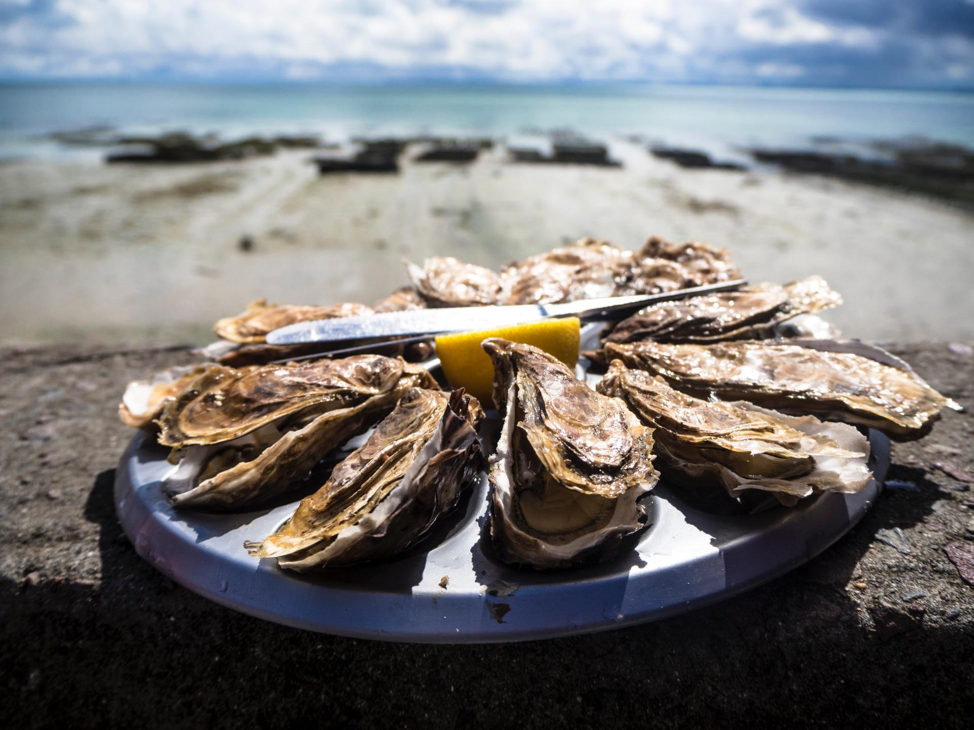 Oysters Brittany tourism