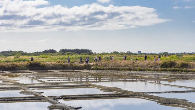 marais-salants-de-guerande-terre-de-sel-guillaume-arnault.jpg