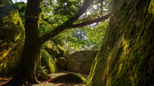 Forêt de Huelgoat