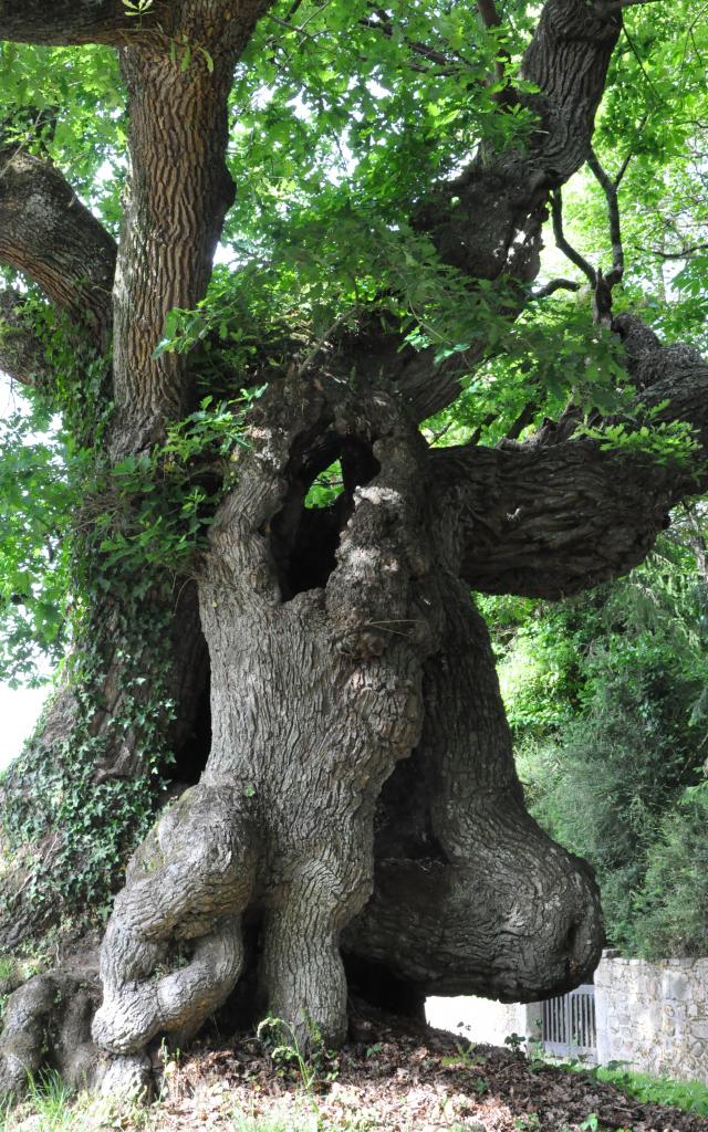Locmalo Chêne De Longueville