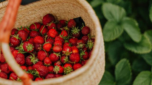 cueillette-fraises-enfant-daiga-ellaby-unsplash.jpg