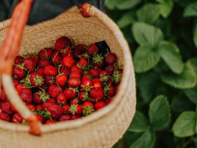 cueillette-fraises-enfant-daiga-ellaby-unsplash.jpg