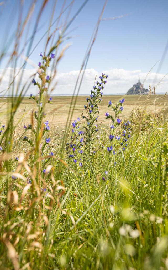 Pleine Fougères