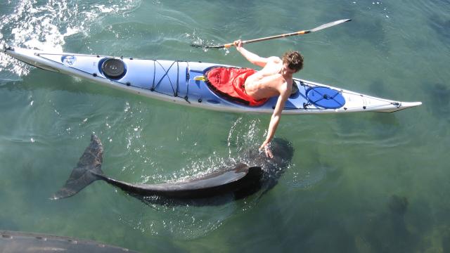 Ile de Sein - En kayak à la rencontre des dauphins