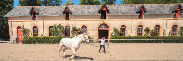 Hennebont - haras
