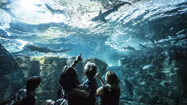 Oceanopolis_Pavillon-tropical_Credit-Photo_Simon-Cohen.jpg