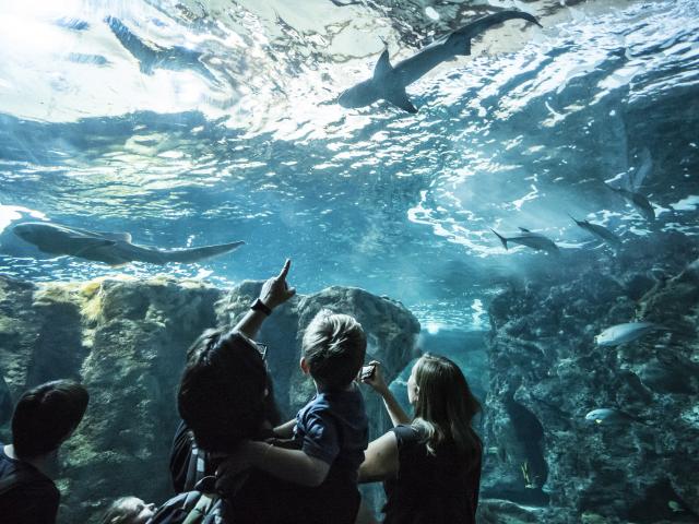 Oceanopolis_Pavillon-tropical_Credit-Photo_Simon-Cohen.jpg