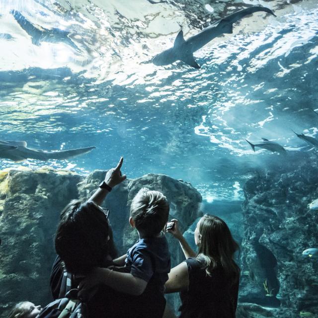 Oceanopolis_Pavillon-tropical_Credit-Photo_Simon-Cohen.jpg