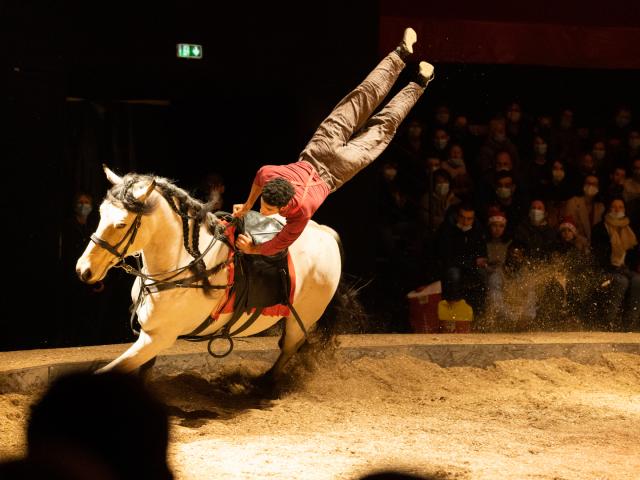 Sellor_Haras_Hennebont_Quaptur.jpg