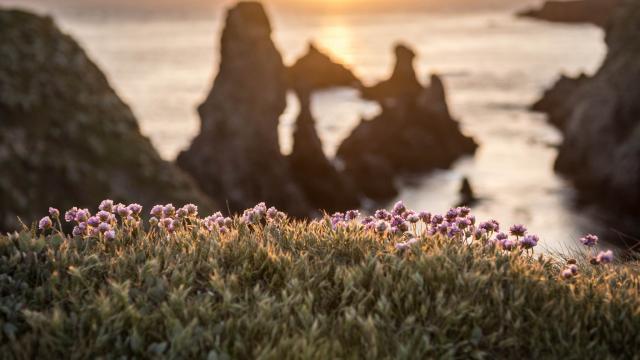 La-Desirade_Fleurs-Port-Coton_visuel-demande-20.10.2022.jpg