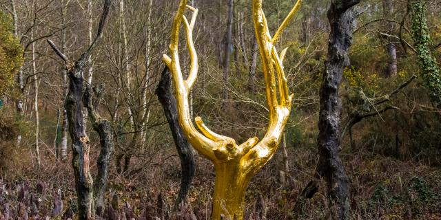 Forêt de Brocéliande - Paimpont - Arbre d'or