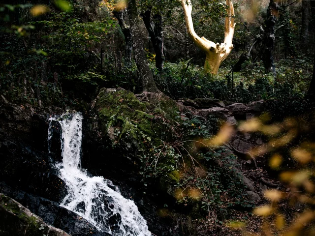 Trehorenteuc - Arbre d'or