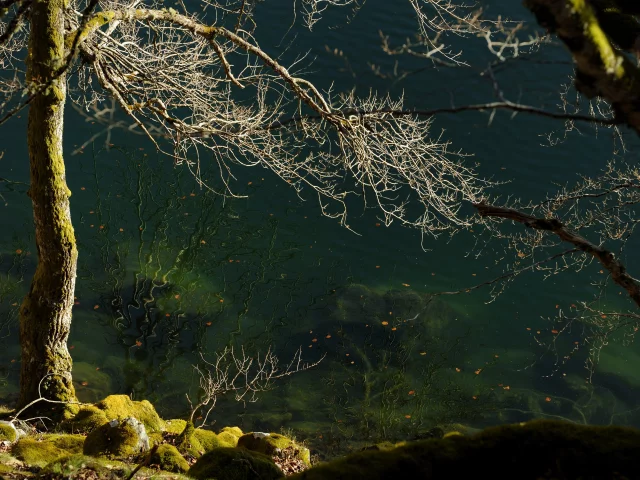 Broceliande